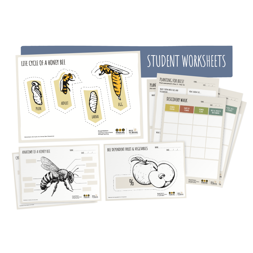 Planting for Bees Year 3 - Year 4