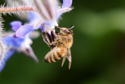 Learn about bees